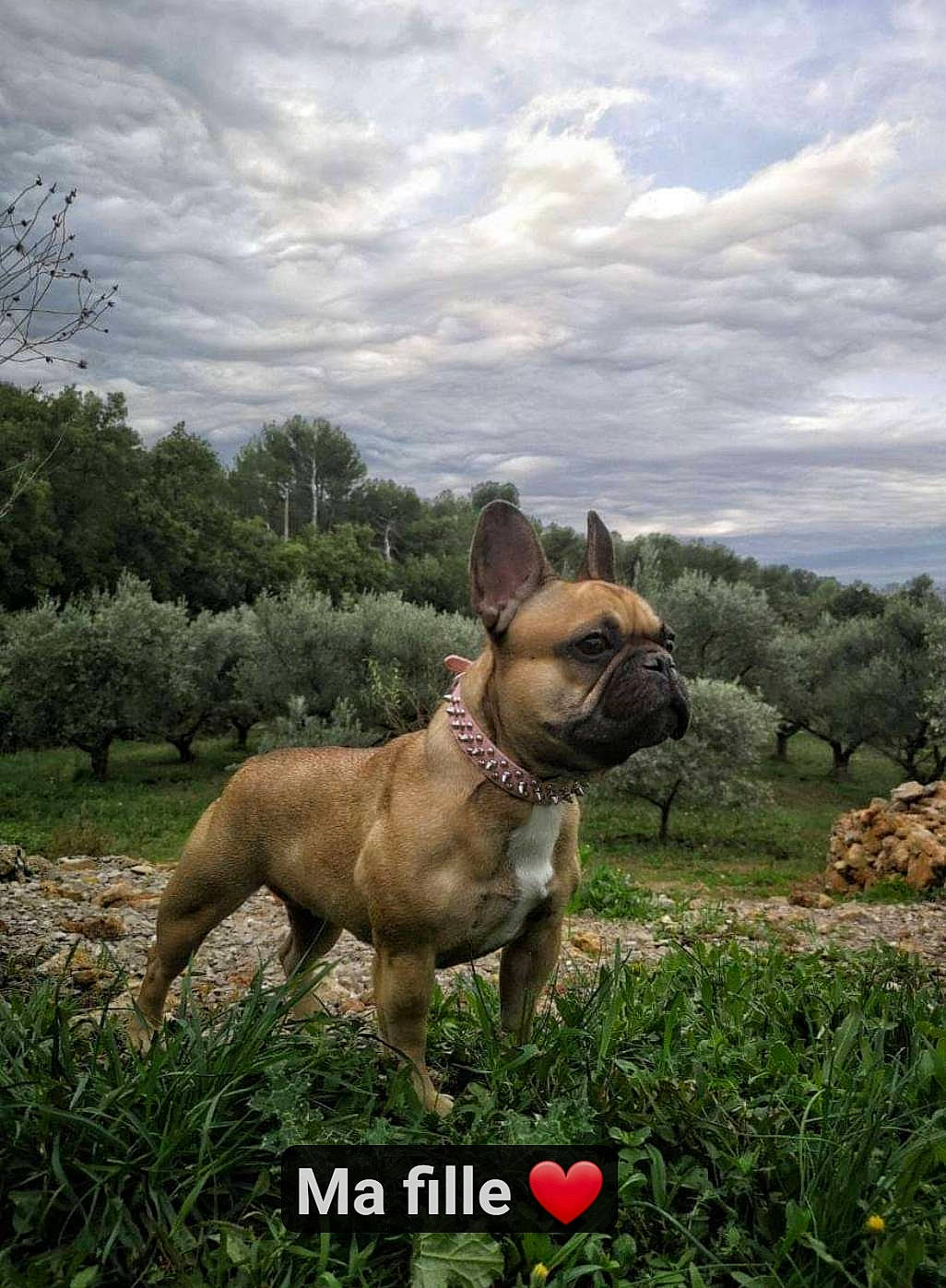 Donnut'S Muffin'S Cookie'S participe au concours pour gagner de l'argent avec cette photo : bulldog, canidae, carnivore, companion_dog, dog, dog_breed, fawn, french_bulldog, mammal, molosser, non_sporting_group, olde_english_bulldogge, perro_de_presa_mallorquin, renascence_bulldogge, snout, vertebrate