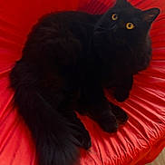 Lilongwe a rejoint le concours — aidez-le/la à gagner de superbes lots ! black_cat, cat, pet, feline, yellow_eyes, fluffy, fur, animal, indoor, chair, red_chair, relaxed, curious, looking_up, whiskers, tail, paws, domestic_cat, cozy, home