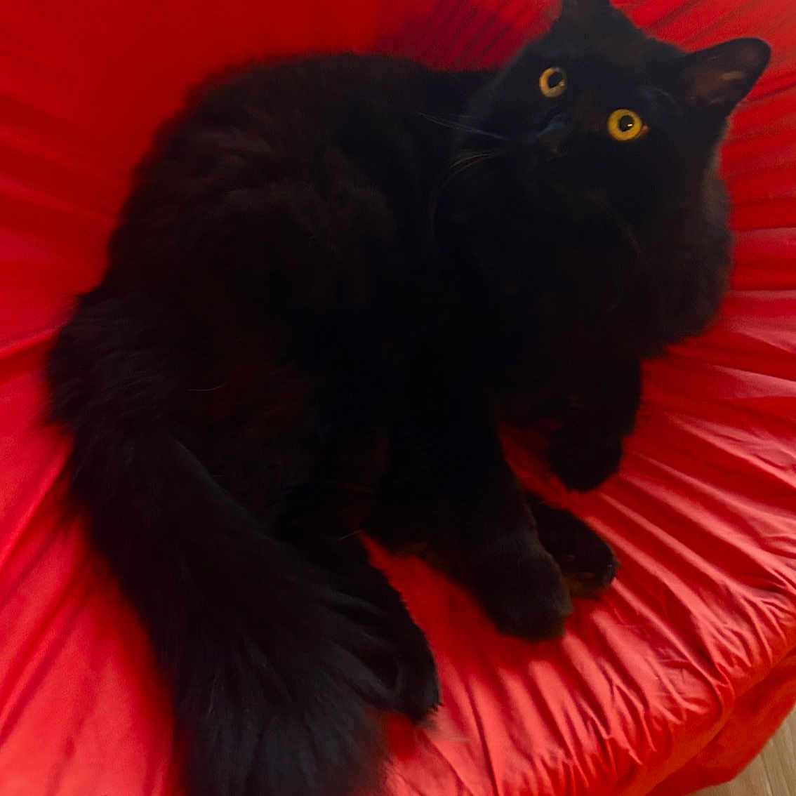 Lilongwe a rejoint le concours — aidez-le/la à gagner de superbes lots ! black_cat, cat, pet, feline, yellow_eyes, fluffy, fur, animal, indoor, chair, red_chair, relaxed, curious, looking_up, whiskers, tail, paws, domestic_cat, cozy, home
