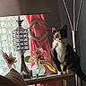 animal, calico_cat, cat, cozy, curtain, decor, flower, furniture, glass, home, indoor, natural_light, pet, pink_curtain, shadow, silver_ornament, sitting, table, vase, window