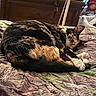 Muñeca is registered to the contest to win money with this photo: animal, bed, bedspread, calico, cat, cozy, cute, domestic_animal, dresser, fan, fur, furniture, indoor, patterned, paw, pet, relaxing, resting, sleeping, whiskers