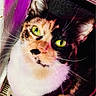 Muñeca is registered to the contest to win money with this photo: animal, calico_cat, cat, close_up, colorful_background, cute, domestic_cat, ears, face, feline, fur, green_eyes, indoor, looking_up, nose, paw, pet, portrait, purple_hue, whiskers