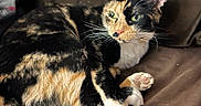 Muñeca is registered to the contest to win money with this photo: animal, brown, calico_cat, cat, closeup, couch, cozy, cute, domestic_animal, feline, fur, green_eyes, indoor, lounging, paws, pet, relaxed, resting, sleepy, whiskers