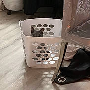 Mía joined the competition — help win amazing prizes! cat, laundry_basket, gray_cat, peeking, floor, wooden_floor, household, indoor, curious, pet, animal, hiding, furniture, plastic, hole_pattern, domestic, whiskers, ears, shadow, playful