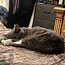Mía is registered to the contest to win money with this photo: cat, sleeping, gray_cat, white_paws, bedspread, indoor, furniture, dresser, clothing, curtains, cozy, resting, pet, domestic, feline, quiet, comfortable, home, relaxed, nap