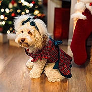 Violet is registered to the contest to win money with this photo: dog, pet, indoor, christmas, holiday, dress, plaid, bows, festive, decorations, stocking, wooden_floor, cute, fluffy, small_dog, christmas_tree, lights, holiday_season, animal, portrait