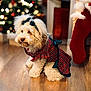 dog, pet, indoor, christmas, holiday, dress, plaid, bows, festive, decorations, stocking, wooden_floor, cute, fluffy, small_dog, christmas_tree, lights, holiday_season, animal, portrait
