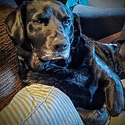 Bubbalou joined the competition — help win amazing prizes! animal, black_dog, blanket, canine, comfort, companion, couch, cozy, dog, fur, furniture, home, indoor, laying_down, living_room, pet, pillow, portrait, relaxed, resting