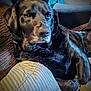 animal, black_dog, blanket, canine, comfort, companion, couch, cozy, dog, fur, furniture, home, indoor, laying_down, living_room, pet, pillow, portrait, relaxed, resting