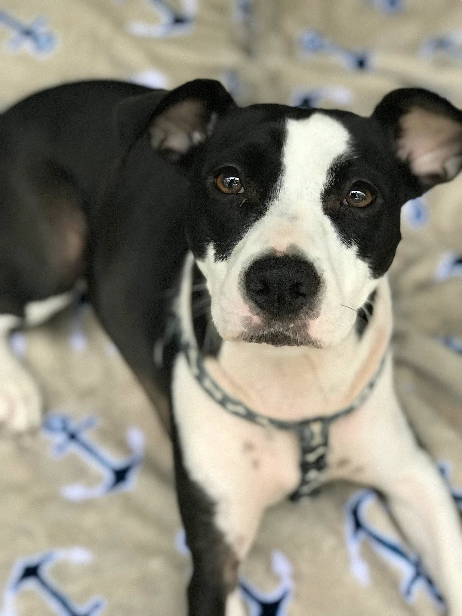 Mavis is registered to the contest to win money with this photo: american_pit_bull_terrier, american_staffordshire_terrier, canidae, carnivore, dog, dog_breed, feist, mammal, non_sporting_group, nose, pit_bull, puppy, rare_breed_dog, snout, sporting_group, vertebrate, whiskers