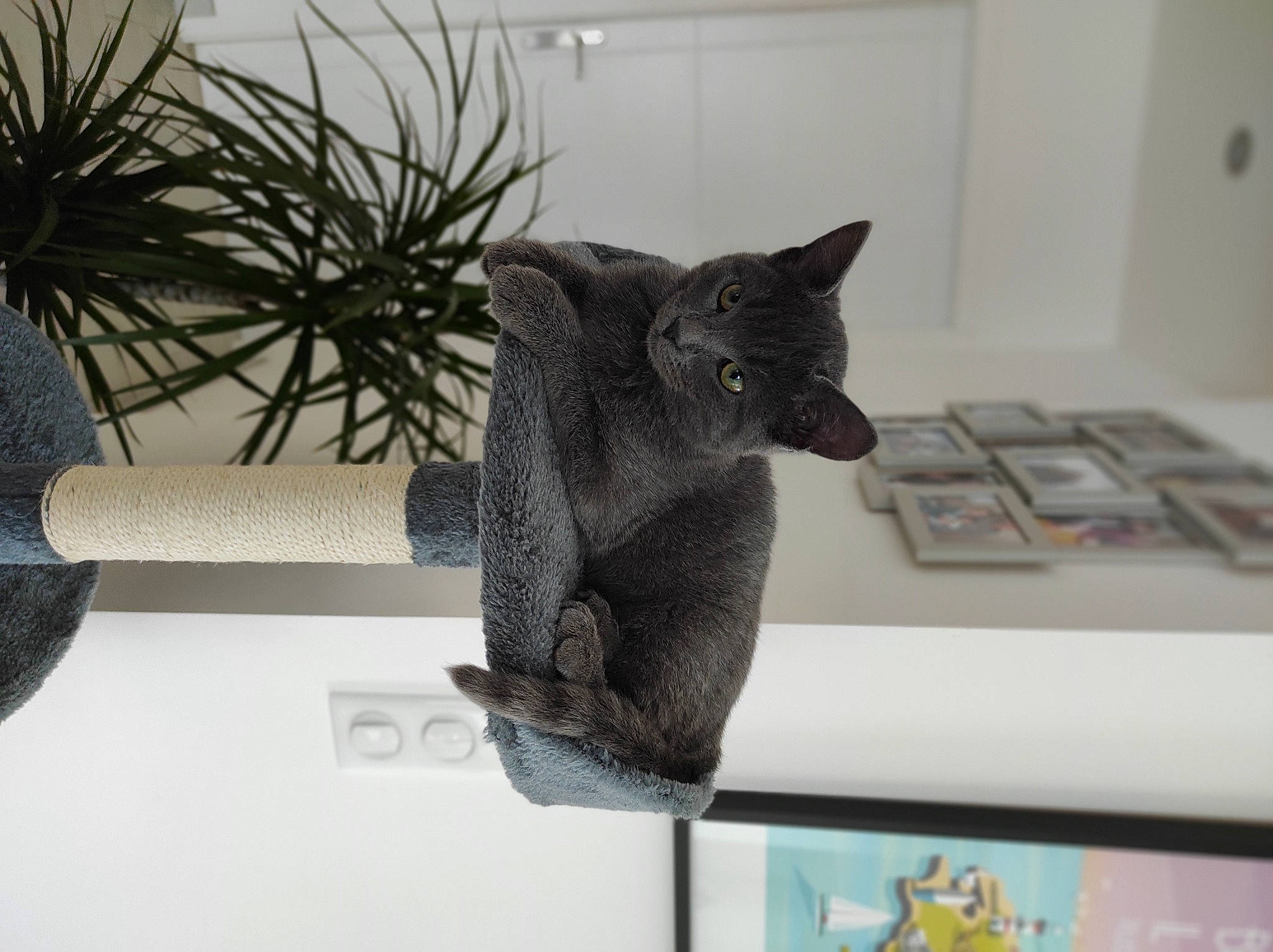 Soho participe au concours pour gagner de l'argent avec cette photo : black_cat, bombay, carnivore, cat, comfort, domestic_short_haired_cat, felidae, fur, grey, houseplant, plant, rectangle, room, russian_blue, small_to_medium_sized_cats, table, tail, twig, whiskers, window
