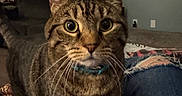 Jack Jack is registered to the contest to win money with this photo: tabby_cat, cat, pet, indoor, curious, whiskers, feline, striped, collar, close_up, living_room, window_blinds, hand, jeans, cozy, domestic_animal, fur, eyes, person, home