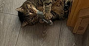 Jack Jack joined the competition — help win amazing prizes! animal, cat, claws, cute, domestic_cat, flooring, furniture, indoor, lying_down, mouse_toy, paws, pet, playful, relaxed, resting, striped, tabby_cat, toy, whiskers, wooden_floor