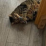 cat, tabby_cat, toy, mouse_toy, wooden_floor, flooring, furniture, indoor, pet, animal, playful, claws, paws, lying_down, striped, domestic_cat, cute, relaxed, resting, whiskers