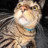 cat, tabby, close_up, yellow_eyes, whiskers, blue_collar, pet, animal, feline, curious, indoor, fur, portrait, mammal, face, paw, striped, cute, alert, domestic_cat