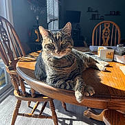 Jack Jack joined the competition — help win amazing prizes! cat, tabby_cat, wooden_table, wooden_chair, sunlight, shadow, window, blinds, indoor, furniture, pet, domestic_animal, relaxing, tabletop, floor, home_interior, cozy, striped_fur, animal, daylight