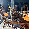 cat, tabby_cat, wooden_table, wooden_chair, sunlight, shadow, window, blinds, indoor, furniture, pet, domestic_animal, relaxing, tabletop, floor, home_interior, cozy, striped_fur, animal, daylight