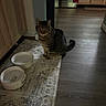 cat, tabby, indoor, kitchen, wooden_floor, food_bowl, water_bowl, tray, rug, furniture, cabinet, appliance, curious, pet, animal, domestic, flooring, lighting, shadow, quiet