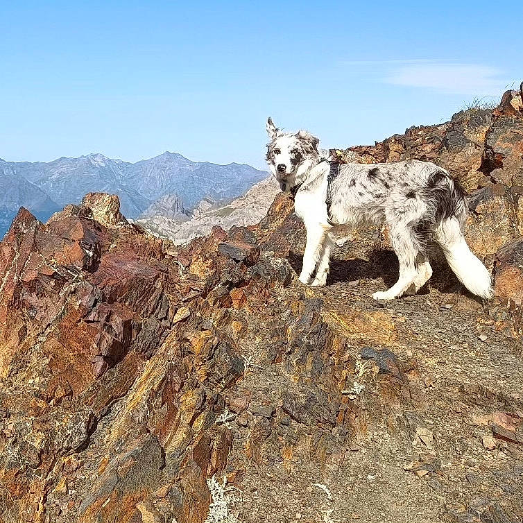 Umi participe au concours pour gagner de l'argent avec cette photo : adventure, bedrock, canidae, carnivore, dog, dog_breed, hill, landscape, livestock, massif, mountain, mountain_range, outcrop, pack_animal, ridge, rock, sky, sporting_group, summit, working_animal
