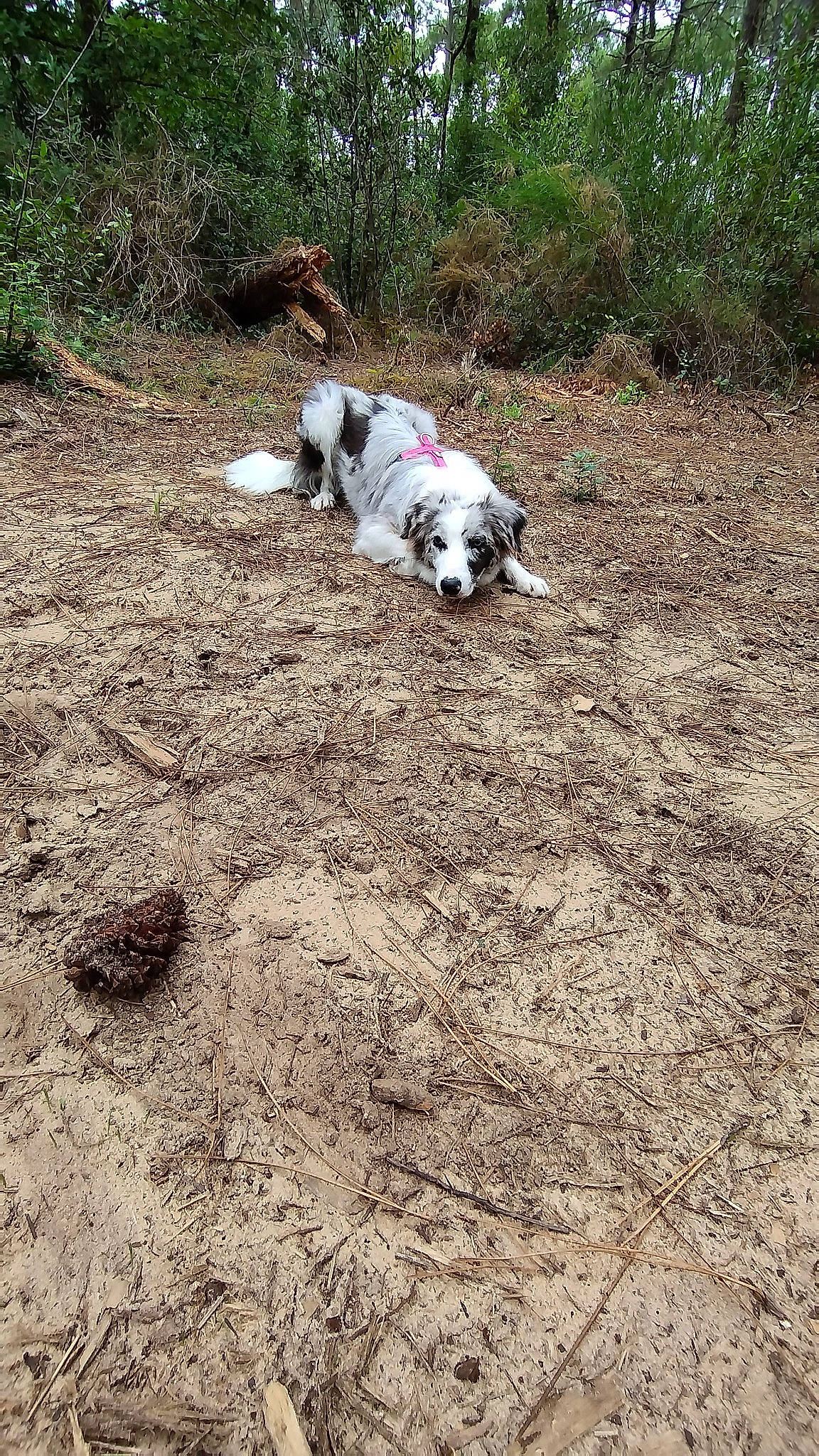 Umi a rejoint le concours — aidez-le/la à gagner de superbes lots ! carnivore, companion_dog, dog, dog_breed, dog_supply, grass, plant, soil, sporting_group, tail, terrestrial_animal, terrier, toy_dog, tree, working_animal