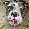 dog, close_up, heterochromia, blue_eye, brown_eye, spotted_nose, pink_nose, black_spots, curious_expression, indoor, tile_floor, pet, animal, canine, face, ears, whiskers, snout, portrait, looking_up