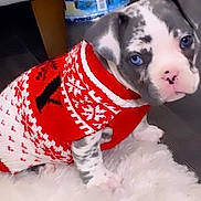 Shanal is registered to the contest to win money with this photo: puppy, dog, blue_eyes, red_sweater, white_sweater, knitwear, indoor, carpet, fluffy_rug, cute, pet, small_dog, sitting, floor, chair_leg, container, decor, animal, portrait, domestic