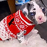 puppy, dog, blue_eyes, red_sweater, white_sweater, knitwear, indoor, carpet, fluffy_rug, cute, pet, small_dog, sitting, floor, chair_leg, container, decor, animal, portrait, domestic