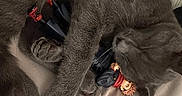 Scarlett is registered to the contest to win money with this photo: cat, sleeping, gray_cat, toy_figurine, cuddle, pet, fur, whiskers, paws, soft_surface, indoor, resting, cute, animal, cozy, relaxed, closeup, napping, companion, domestic_cat