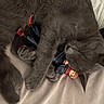 Scarlett is registered to the contest to win money with this photo: cat, sleeping, gray_cat, toy_figurine, cuddle, pet, fur, whiskers, paws, soft_surface, indoor, resting, cute, animal, cozy, relaxed, closeup, napping, companion, domestic_cat