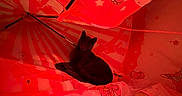 Scarlett is registered to the contest to win money with this photo: cat, tent, red, bow, stars, fabric, animal, pet, indoor, cozy, cute, resting, feline, warm, pattern, decor, soft, cute_animal, domestic, relaxing
