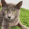 Scarlett is registered to the contest to win money with this photo: cat, gray_cat, close_up, yellow_eyes, whiskers, artificial_grass, outdoor, pet, feline, animal, fur, relaxed, portrait, curious, laying_down, green_background, cute, mammal, domestic_cat, whiskers_visible