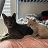 Scarlett is registered to the contest to win money with this photo: cat, kitten, animal, pet, gray_cat, small_kitten, bed, blanket, indoor, window, curious, resting, feline, soft_light, cozy, fur, cute, sleepy, domestic_animal, companionship