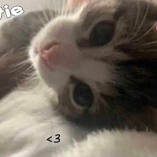 Tigerudosondenjibeam