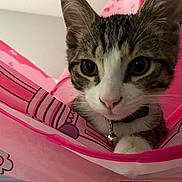 Tigerudosondenjibeam joined the competition — help win amazing prizes! kitten, cat, pet, closeup, pink, fabric, collar, bell, curious, indoor, play, animal, cute, young, whiskers, ears, face, feline, domestic, soft