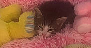 Tigerudosondenjibeam is registered to the contest to win money with this photo: kitten, cat, sleeping, pink_bed, fluffy, yellow_duck, fish_toy, soft_toys, cozy, pet, animal, cute, indoor, resting, feline, comfort, home, colorful, snuggle, cute_pet