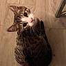 Tigerudosondenjibeam is registered to the contest to win money with this photo: cat, tabby_cat, pet, animal, indoor, floor, wooden_floor, curious, looking_up, whiskers, ears, face, fur, sitting, domestic_animal, feline, chair_leg, flooring, close_up, cute