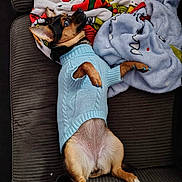 Mocha joined the competition — help win amazing prizes! dog, small_dog, sweater, blue_sweater, couch, blanket, colorful_blanket, nails, painted_nails, pet, indoor, relaxed, lying_down, fur, ears, cute, cozy, looking_up, animal, home