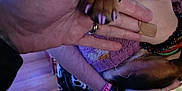 Mocha is registered to the contest to win money with this photo: dog, paw, hand, person, indoor, wooden_floor, purple_sweater, nail_polish, bracelet, ring, pajama_pants, skull_pattern, barefoot, bandage, holding, affection, close_up, casual, home, blurred_background