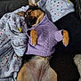 dog, sleeping, purple_sweater, blanket, couch, nail_polish, relaxed, pet, fur, cozy, indoor, resting, small_dog, paw, cute, animal, canine, comfort, warm, snuggle