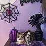 Dezi is registered to the contest to win money with this photo: cat, calico_cat, table, purple_cloth, jack_o_lantern, skeleton_figurine, black_vase, dark_leaves, spider_web, pink_spider, family_sign, lavender_wall, indoor, decor, halloween, cute, pet, animal, still_life, wooden_table