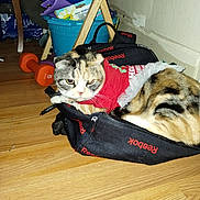 Dezi joined the competition — help win amazing prizes! cat, pet, indoor, wooden_floor, bag, clothing, red_outfit, calico_cat, feline, domestic_animal, dumbbell, exercise_equipment, bucket, household_items, flooring, resting, animal_face, fur, domestic_pet, recreational