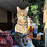 cat, tabby_cat, indoor, blanket, plant, table, drink_cup, sunlight, window_light, furniture, cozy, household_items, pet, animal, domestic, relaxed, portrait, sitting, fur, whiskers