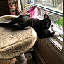 blanket, cat, cat_tree, curtains, deck_outside, ears, feline, fur, grass, home, indoor, looking_at_camera, paw, pet, radiator, relaxing, towel, tuxedo_cat, whiskers, window_sill