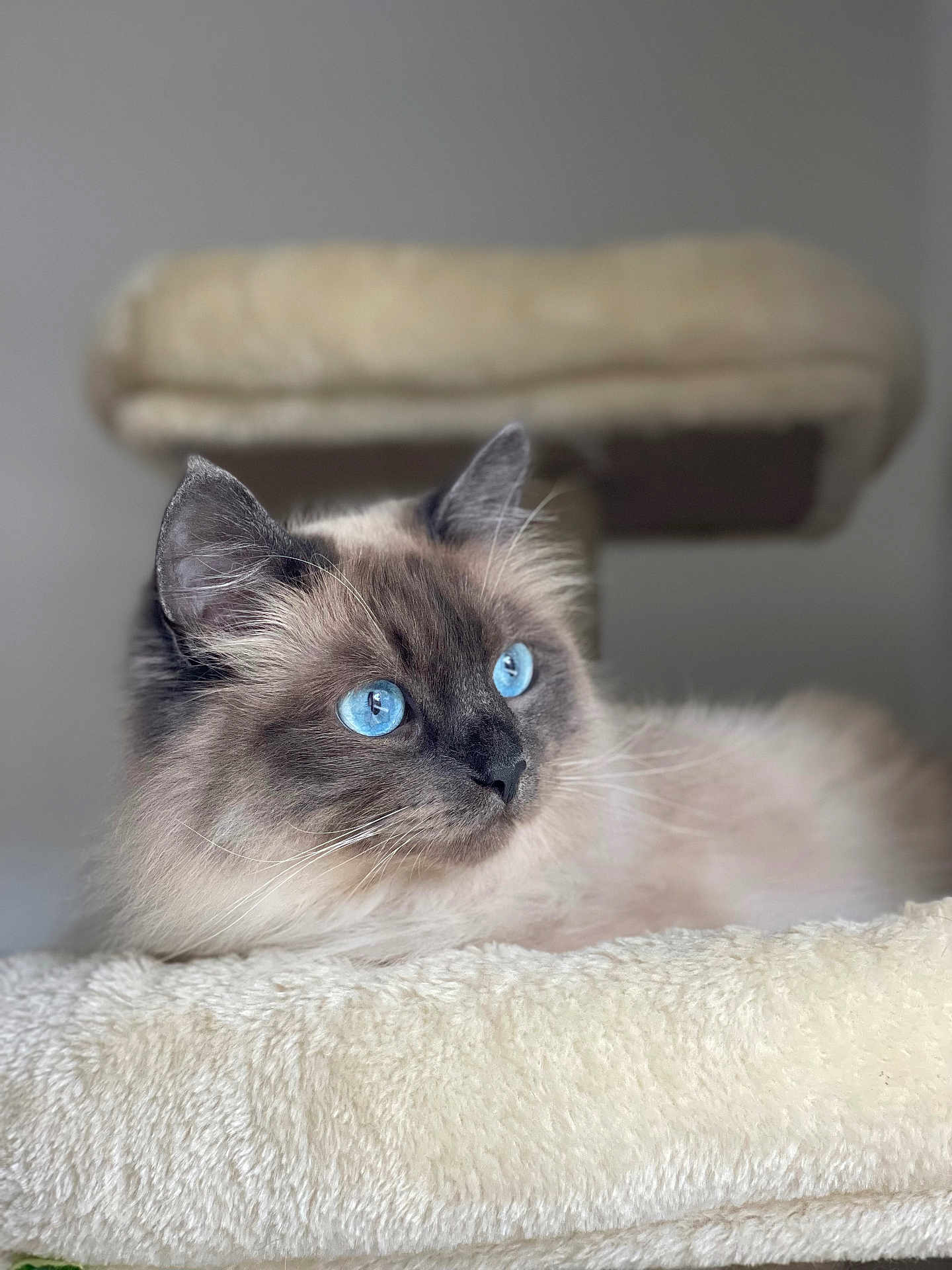 Loki