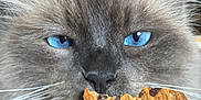 Loki a rejoint le concours — aidez-le/la à gagner de superbes lots ! cat, blue_eyes, fluffy, cookie, chocolate_chip, close_up, indoor, whiskers, fur, pet, animal, face, sniffing, food, cute, domestic_cat, muzzle, focus, curious, portrait