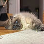 cat, blue_eyes, fluffy, lying_down, wood_floor, carpet, indoor, pet, feline, closeup, relaxed, home, soft_fur, cute, animal, whiskers, ears, portrait, domestic_cat, resting