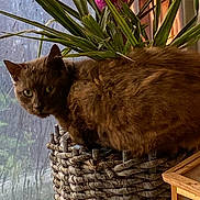 Mirliton participe au concours pour gagner de l'argent avec cette photo : cat, brown_cat, basket, plant, green_leaves, pink_bird_decoration, window, indoor, pet, feline, curious, fur, animal, cozy, decor, natural_light, wooden_furniture, home, still_life, relaxed
