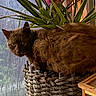 cat, brown_cat, basket, plant, green_leaves, pink_bird_decoration, window, indoor, pet, feline, curious, fur, animal, cozy, decor, natural_light, wooden_furniture, home, still_life, relaxed