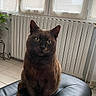 Mirliton participe au concours pour gagner de l'argent avec cette photo : cat, brown_cat, indoor, window, radiator, leather, furniture, pet, animal, green_eyes, sitting, floor, plant, cozy, portrait, domestic, cute, feline, home, relaxed
