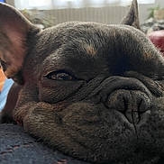 Vick participe au concours pour gagner de l'argent avec cette photo : dog, french_bulldog, close_up, sleepy, resting, wrinkles, fur, pet, indoor, living_room, cozy, ears, face, texture, cute, animal, canine, expression, relaxed, background
